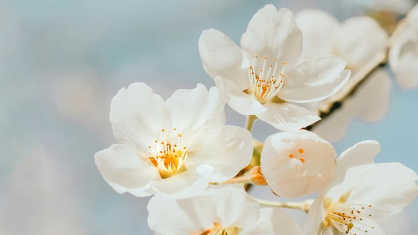 The Biological Reason Behind Five-Petaled Flowers