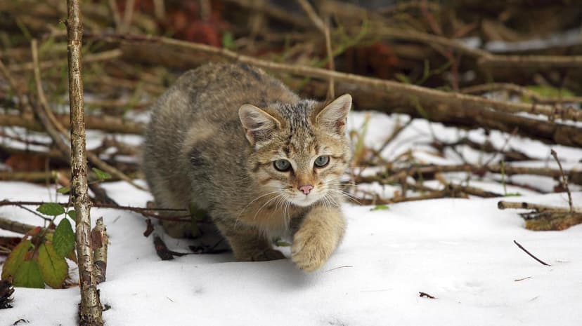Wildcats Increasingly Spotted in Agricultural Fields, Raising Concerns