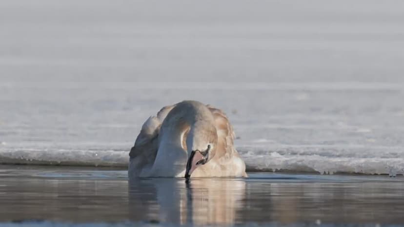 Swan's Unusual 'Dance' Filmed, Ornithologist Explains Behavior