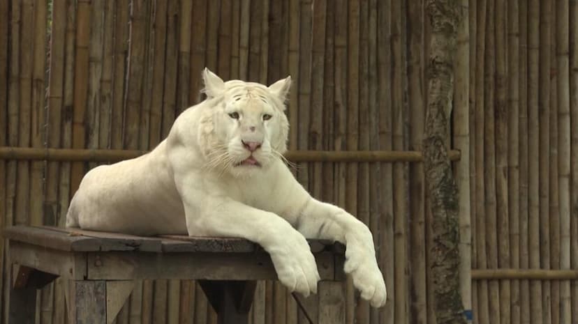 Over 70 Tigers Die from Distemper Virus in Thai Tourist Park