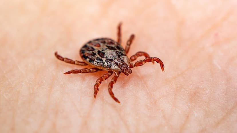 Tick Shells Act as 'Chitinous USB Drives' Storing Environmental History, Study Finds
