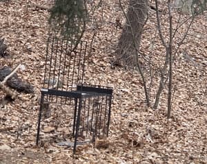 How do dogs end up living in Korea's mountains?