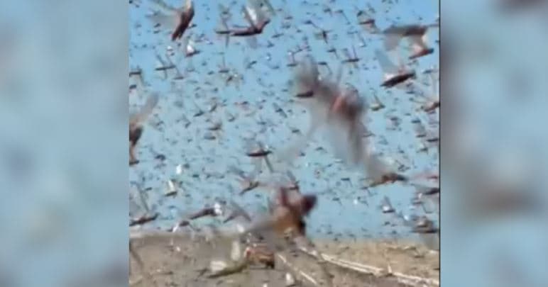 VIDEO/ Unusual in the Sahara, vehicles 'hit' by a massive swarm of locusts