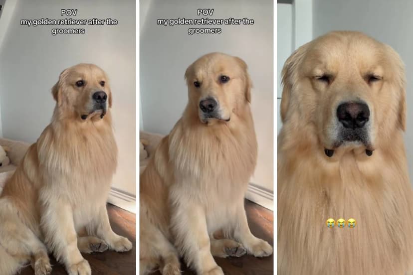 Golden Retriever's Post-Grooming Pose Goes Viral