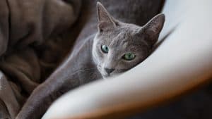 Study Suggests Cats May Aid Breast Cancer Research and Treatment