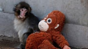 Tri razloga zbog kojih je internet opsednut majmunom Pančom