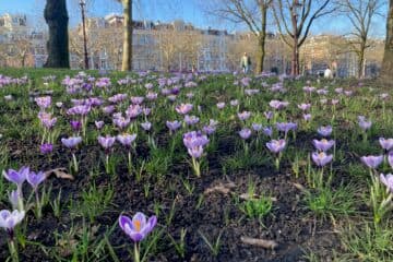 Mild March Weather and Early Spring Expected in the Netherlands