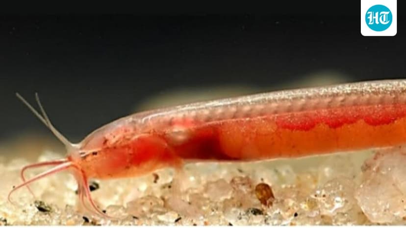 New Blind Aquifer Fish Discovered in Northeast India