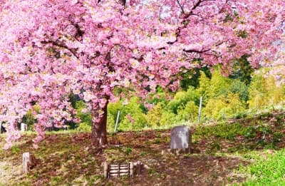 Flowers bloom in Tohoku as symbol of resilience