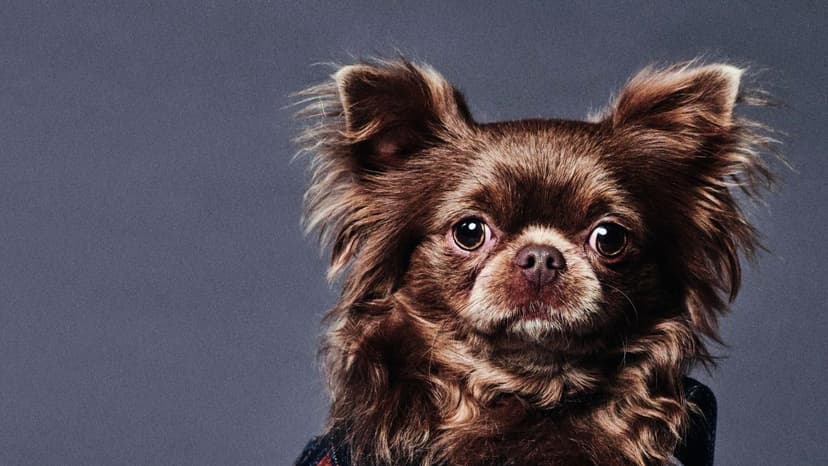 Classy Dogs: Canine Psychology and Fashion