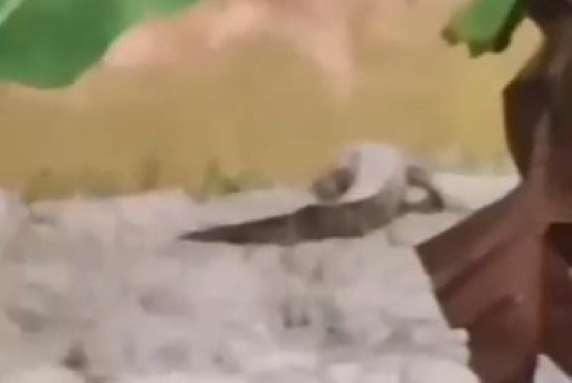 Crocodile Sighted Sunbathing in Beaufort River, Anglers Warned