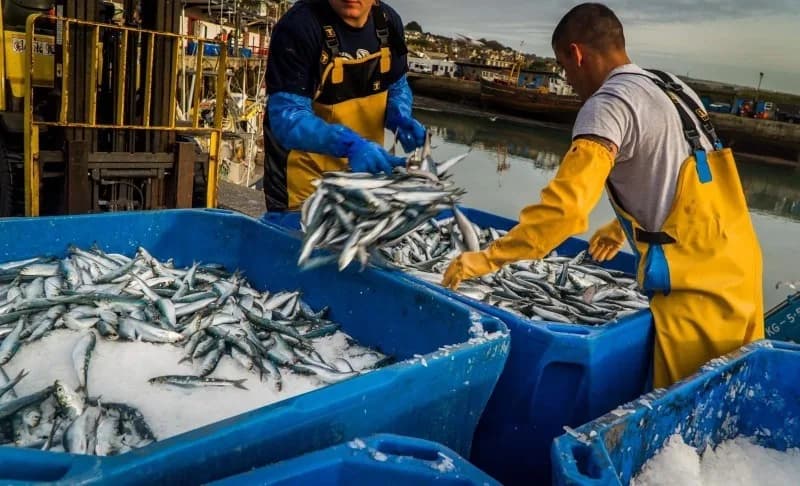 Moscow Appoints Representatives for Russia-Morocco Fisheries Commission