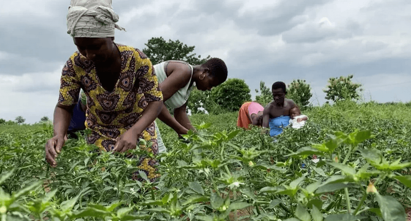 Ghanaian Government Urged to Support Youth in Farming