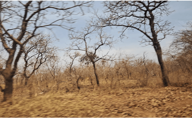 Ghana's Savannah Region Addresses Farmer-Herder Conflicts with Private Ranching