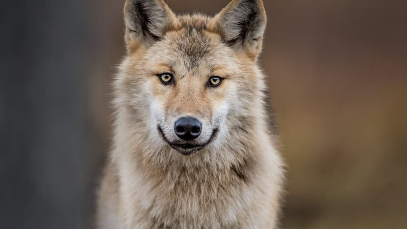 Hiker Attacked by Wolf in Mount Parnitha, Greece