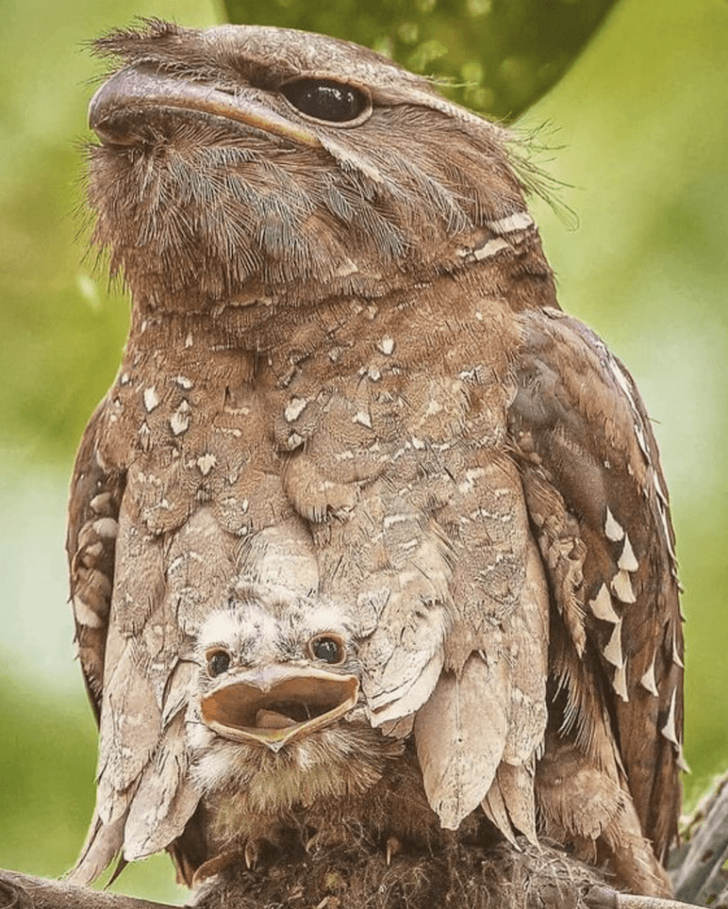 Nigerian soldiers destroy IPOB/ESN camps and IED facility in Anambra