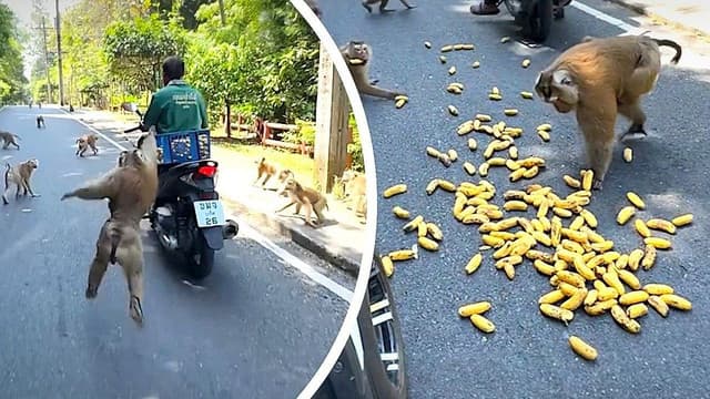 Gang of monkeys ambushes man carrying bananas in Thailand