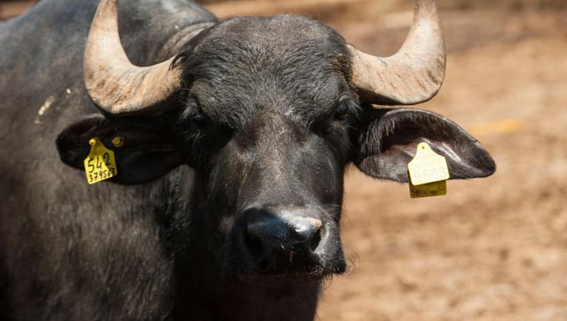 Buffaloes Listen to Sanremo Songs to Boost Milk Production