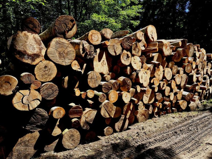 Montenegro Officials Accused of Lobbying for Forestry Mafia
