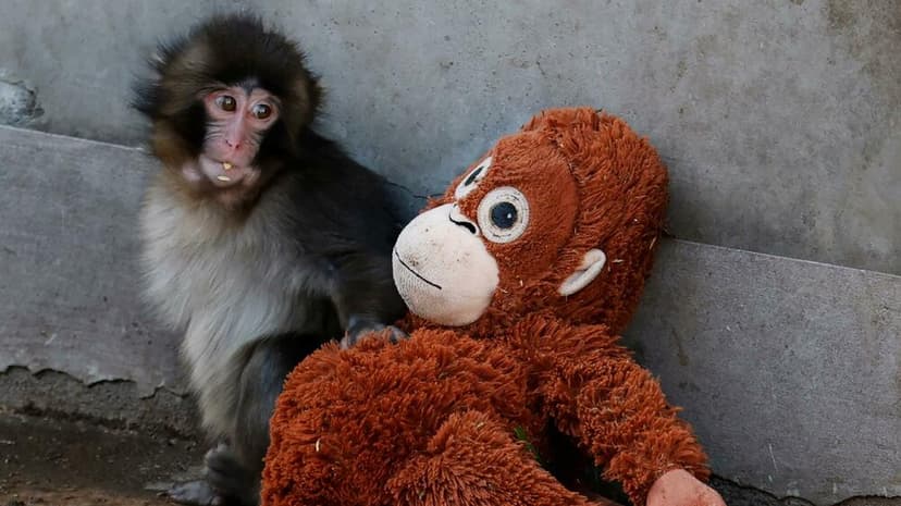 Tri razloga zbog kojih je internet opsjednut majmunom Pančom