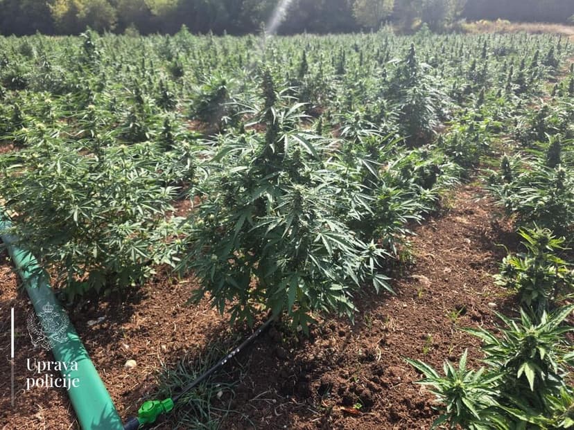 Criminal Charges Filed Against Two Zećani in Cross-Border Crime Case